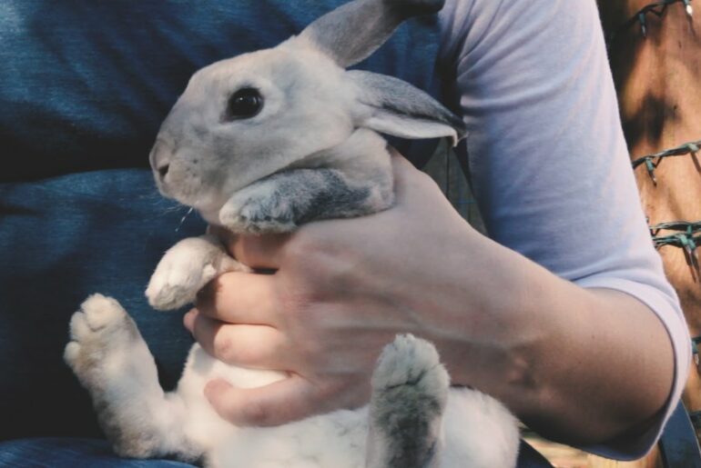 How To Hold A Rabbit and How To Clip A Rabbit's Nails