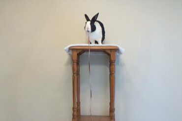 Rabbit Eating Apple Peel ASMR - World Record Attempt!