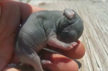 1 Day Old Bunny Rabbit Babies Closeup Look Like Miniature Piggies