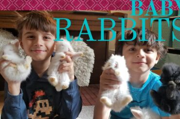 Baby Bunnies:  Lionhead Rabbits from Birth to One Month
