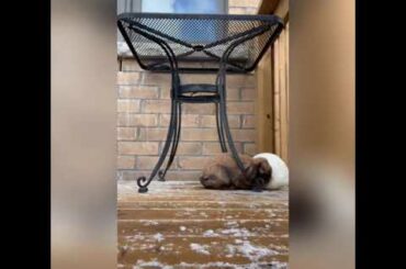 #Rabbits#CuteRabbit#CanadaRabbit#CuteAnimals   | Chill in outside |