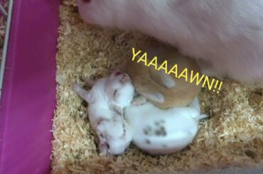 Sleeping baby rabbits yawning and stretching