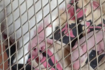 Cute rabbits eating food with their babies....