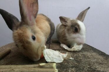 Rabbit eating asmr cabbage | bunny cute eating