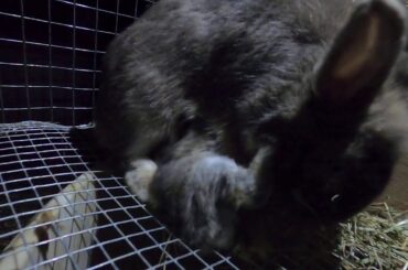 Adorable Baby Bunnies Nursing!