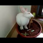 Buuny cannot wait for food to be served |#bunnyvideo #rabbitcutevideo #bunnyandfood #rabbitfuncorner