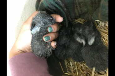 Feeding domestic baby bunnies