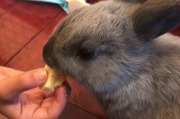 Bunny Rabbit Trying a Banana for the First Time
