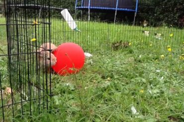 Cute bunny wrestling a ballon