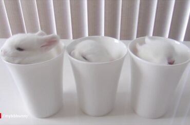 Cute baby bunny breakfast