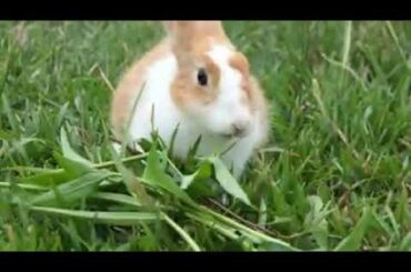 The cutest rabbit  in the nice garden - Cute rabbit compilation 2019