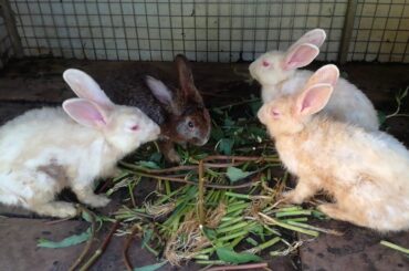WOW Cute Baby Rabbits Eating Vegetables - Funny Baby Bunny Rabbits Videos - Rabbits Animal Videos