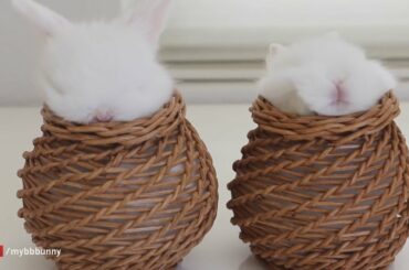 Two bunnies, two baskets