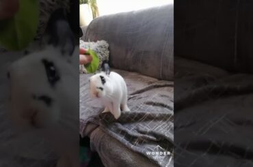 My cute bunny is play with spinach❤️😆