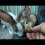Rabbit eating cherry asmr | bunny cute eating cherry
