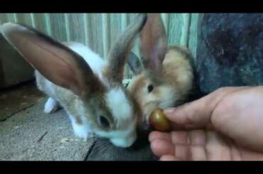 Rabbit eating cherry asmr | bunny cute eating cherry