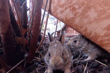 Baby Bunny Video- Cutest Baby Bunnies Play in Yard HD