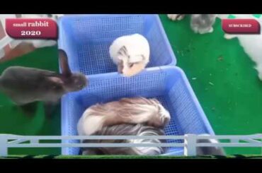 small rabbit -  Cute Rabbit Videos - small rabbit 2020