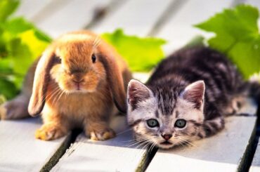 Funny Cats And Baby Bunny Rabbit Videos Compilation #5 ♥