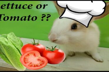 How Funny and cute baby  Rabbit/Bunny 🐰 eat? Baby animal,sunny bunny video