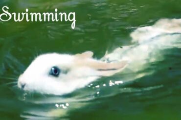 Rabbit/Bunny Swimming.Cute funny Bunny/Rabbit compilation.