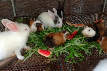 Funny and Cute Baby Bunny Rabbits Videos - Baby Rabbits Eating Vegetables - Rabbits Videos - Rabbits