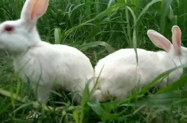 Day:8 # jack and Jill grazing grass//cute rabbits