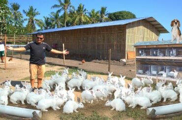 I added 40 Bunnies in my farm!! New baby chicks ( Feeding my Puppies & Chickens )