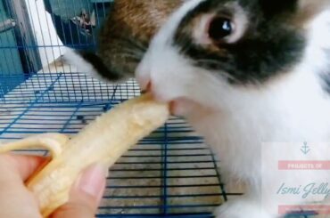 CUTE RABBITS AND IGNORE ME🍌 // KELINCI LUCU DAN YANG MENGABAIKAN KU