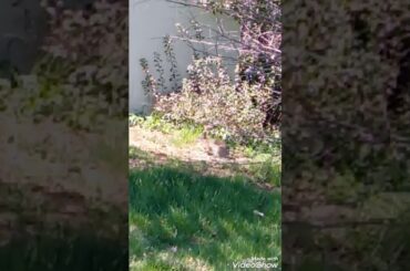 Funny and Cute Bunny: The Adventures of the Bunny Rabbit part 1