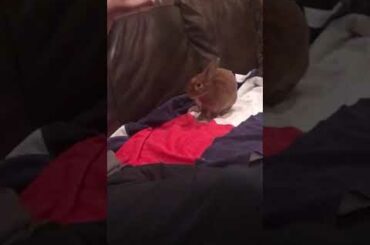 Fiesty Angry Cute Bunny Grunts and squeaks