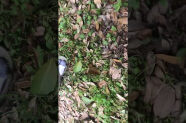 Do when you have baby bunnies in your backyard