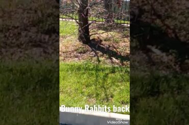 Funny and Cute Bunny: Adventures of the Bunny 🐰 Rabbit part 2