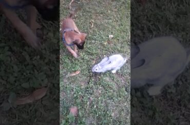 Cute dog and rabbit playing