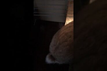 Rabbit cute moments うさぎ