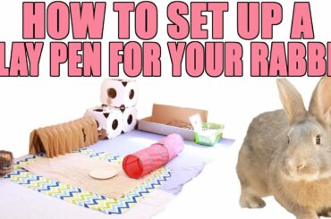 How To Set Up a Play Pen for Your Rabbit!