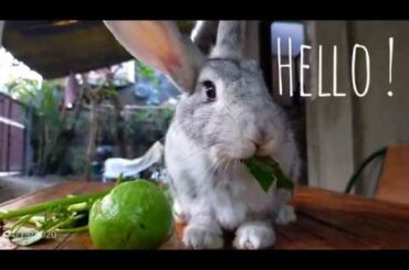 CUTE RABBIT SLOWLY EATING VEGGIE!!