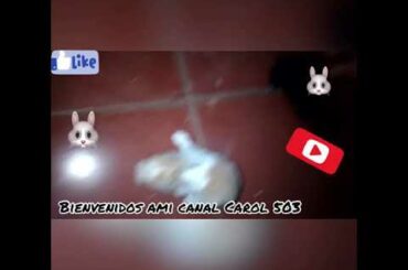 Baby rabbit//Bebe conejos🐰🐰