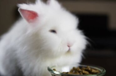 Cute Rabbit with blue eyes orders different foods!!