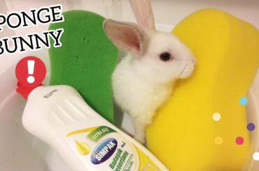 ✨ {Sponge ASMR HUGE BABY BUNNY }Soapy Sponge 🌳 Cute Bunny wash💓Squeezing ASMR RABBIT
