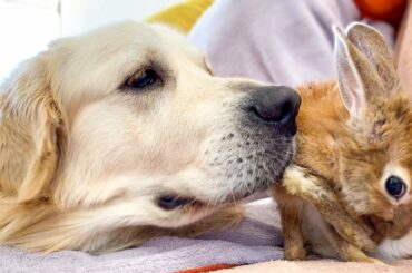 Golden Retriever Bailey and Rabbit Sam - Cutest Friends