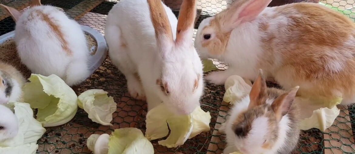 Baby Rabbits with Their Mom and Dad, Now they became to Big Family