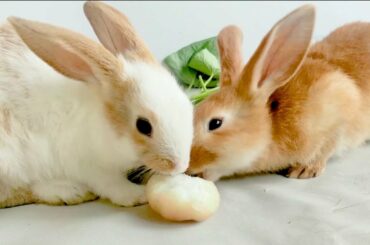 How Funny and Cute bunny/Rabbit 🐇 sunny bunnies shares food??Baby animal sunny bunnies video