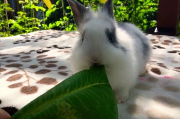 Cute baby bunny eating lettuce 🥬