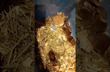 Baby rabbits are cute