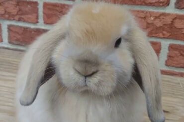 40 Minute of BUNNIES! RELAXING/STRESS RELIEVER/ Cute Animals