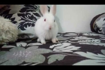Phele aisa khargosh nhi dekha hoga itna cute ,Cuttest Rabbit baby|