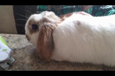 How To Trim A Rabbit's Nails (Table Top Method)