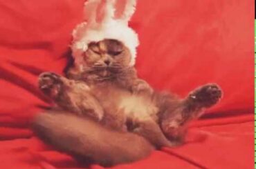 Cute bunny cat 🐰🐱🐈🐇