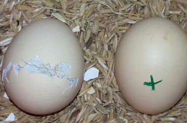 Hatch Baby Chicks at Home